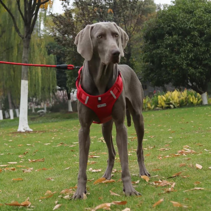 UNA MASCOTA Pechera Arnés De Seguridad para Perro Chico Mediano