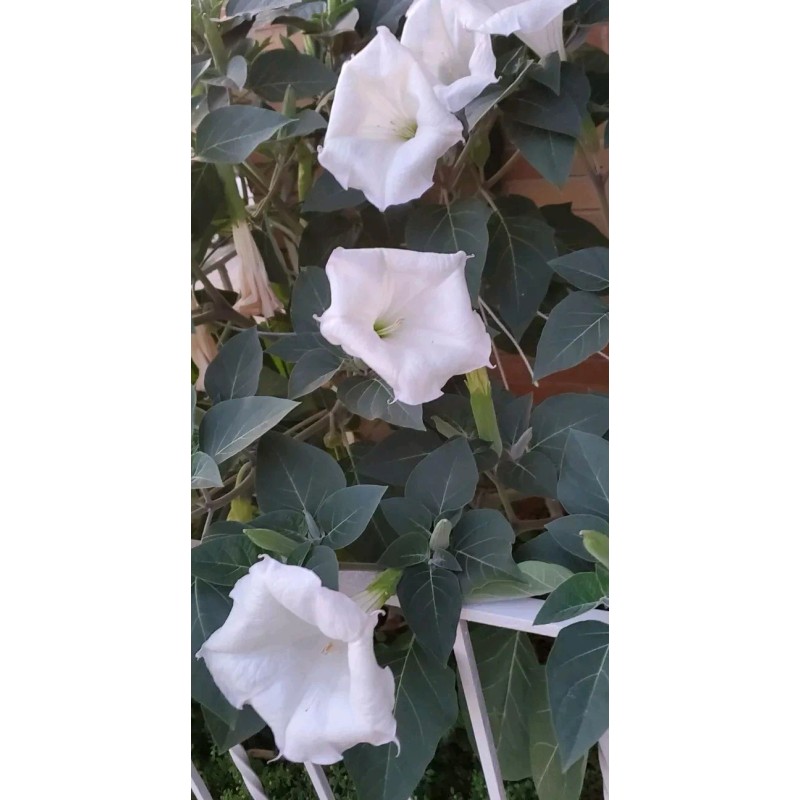 Home Grown 170÷180 Seeds. Datura Stramonium, Jimson Weed, Thorn Apple