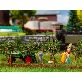 10 Small Apple Trees
