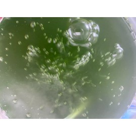 Algaeo Chlorella Vulgaris (Live Algae Culture) 100ml.
