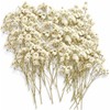 LAILAILE 100pcs Natural Dried Gypsophila Flowers– White Baby's Breath