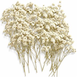 LAILAILE 100pcs Natural Dried Gypsophila Flowers– White Baby's Breath