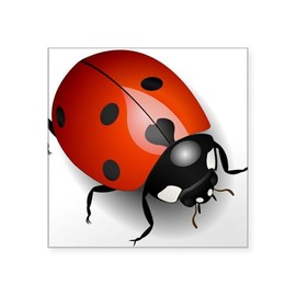 CafePress Shiny Ladybug Sticker Square Bumper Sticker Car Decal