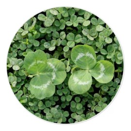 Semilla De Micro Trébol (microclover): Pipolina (1 Lb)
