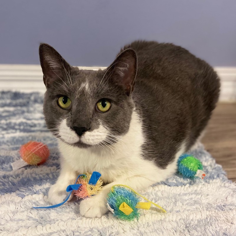 SPOT Stringy Mice & Balls - Catnip Cat Toys, Interactive,