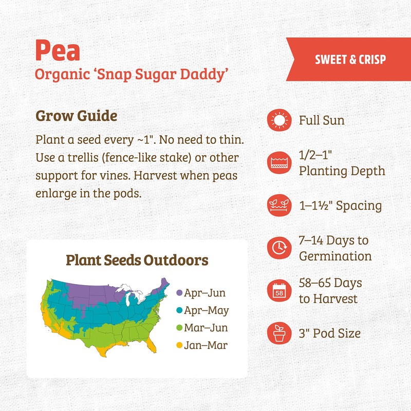 Back to The Roots 100% Organic Seed Packet - Pea