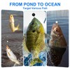 YELARXI Fishing Beads Hard Plastic Fishing Bait Eggs Lure Rigs