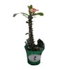 Emeralds TM Crown of Thorns Euphorbia Milii E X Lomi