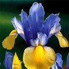 DouxiE 35pcs Mixed Color Rare Heirloom Iris Seeds - Stunning