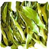 Mango Leaves (Hojas de Mango) Dried, 2oz (0.125lb)