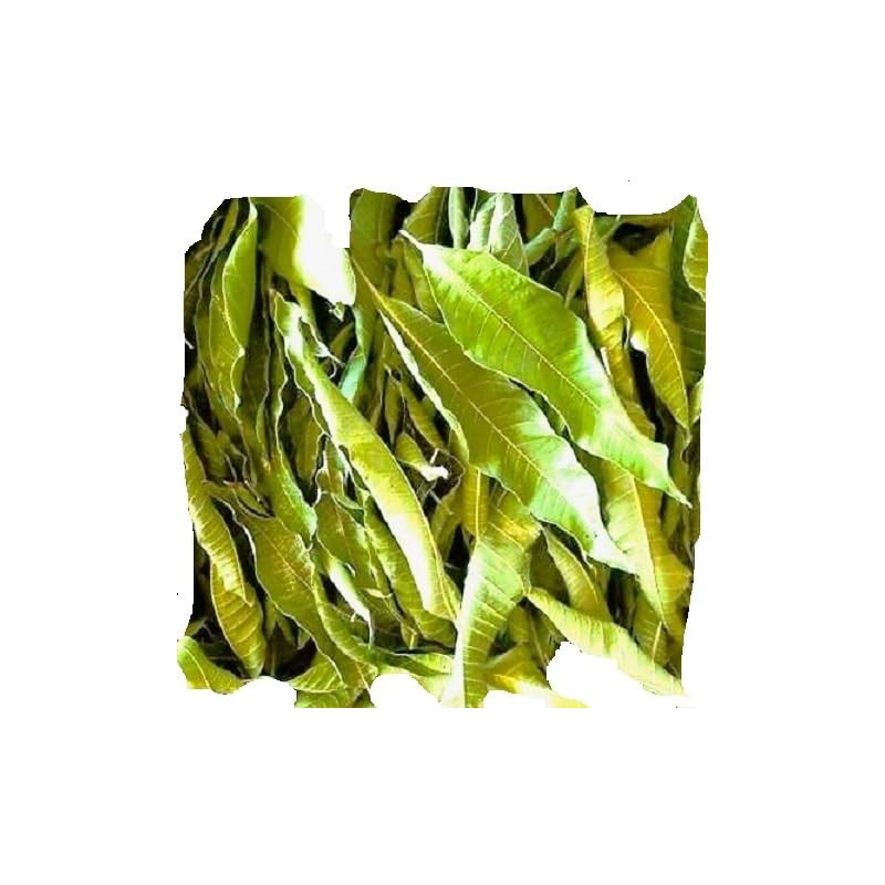 Mango Leaves (Hojas de Mango) Dried, 2oz (0.125lb)