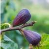Generic LSU Purple Fig Tree, Reliable Prolific Producer, Vigorous Growth,