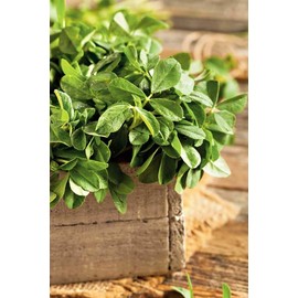 TomorrowSeeds - Fenugreek Seeds - 500+ Count - for 2025 Planting USA Indian Herb South Asian Basil Mint Menthi Heirloom Non-GMO Garden Grow Your Own Home Farm Patio Healthy Sustainable Living Seed