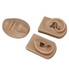 3D Nose and Mouth Model Silicone Ear Model Simulation Display