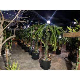 Cactus Conne Gee  Dragon Fruit  Cuttings 8-12 Inches Check Description ￼