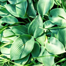 Hostas Live Plant Outdoor, Hosta Plant, Hosta Prennial Plant 6 Inc Tall 4 Inc Pot for Planting