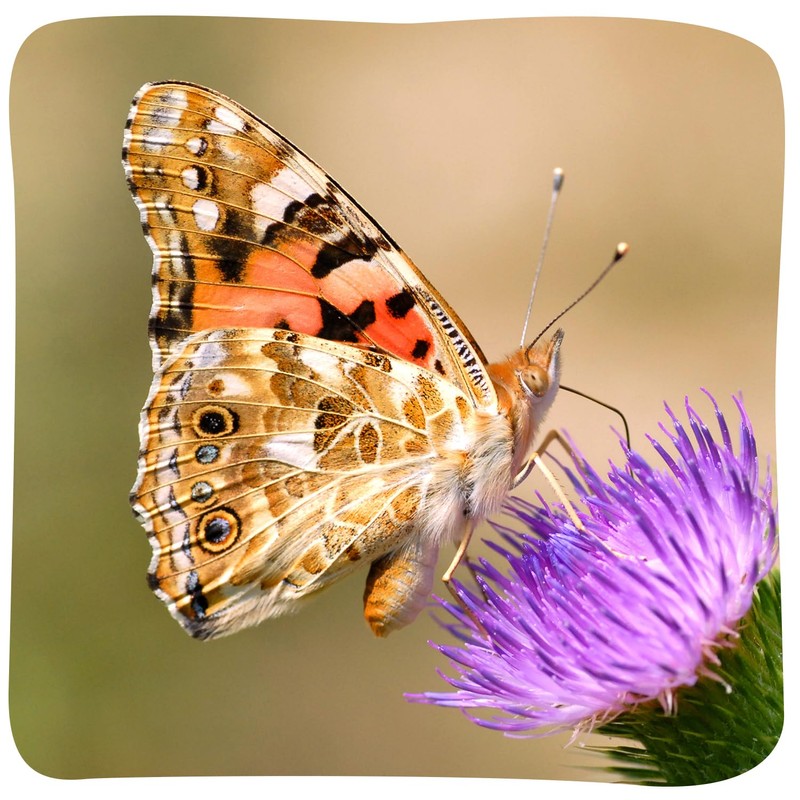 Insect Lore Butterfly Garden with 10 Live Baby Caterpillars -