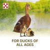 Purina Duck Feed for All Life-Stages, Nutritionally Complete (10 lbs)