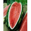 Generic Generic 50 Congo Watermelon Seeds for Planting Heirloom and