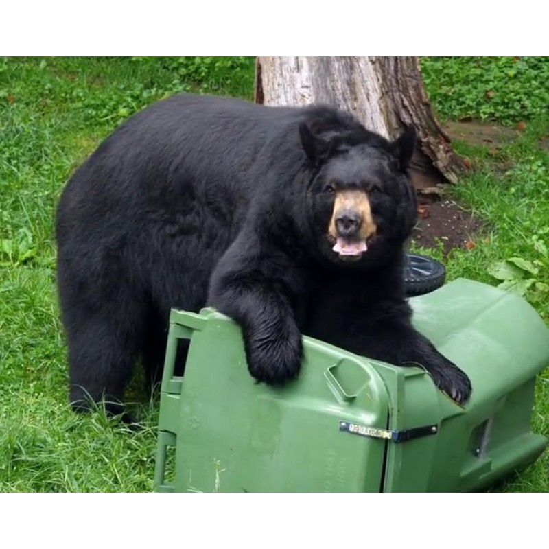 Trash Lock Original Two Strap Lid Lock, Very Secure, Deter