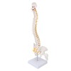 Vertebral Column Model Flexible Spine Caudal Vertebra Anatomical Model with