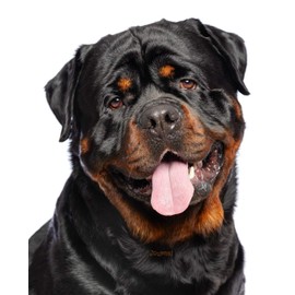 Journal: Rottweiler Notebook