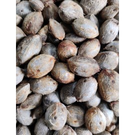 Fresh Pindo Palm | Jelly Palm | Butia Odorata | 10 Fresh Seeds | Cold Hardy palms