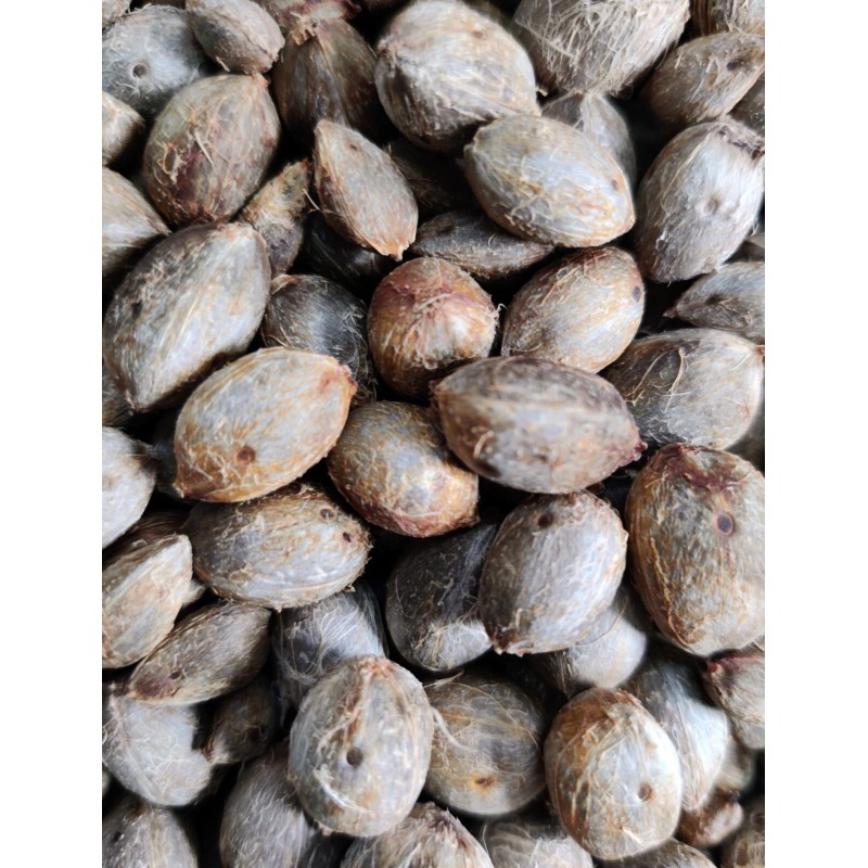 Fresh Pindo Palm | Jelly Palm | Butia Odorata |