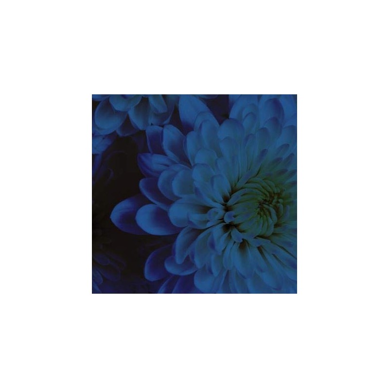 Design Master Absorbit Stem Dye for Fresh Cut Flowers Matte