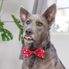 Huxley & Kent Bow Tie for Pets | Christmas Trees