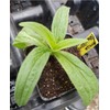 Arnica Plant - 2 Pack - Live - 3” Pot