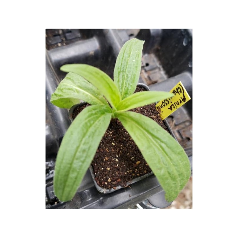 Arnica Plant - 2 Pack - Live - 3” Pot