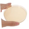 Agar Plates 10pcs Nutrient Agar Plate Toy Tools Glass Mushroom