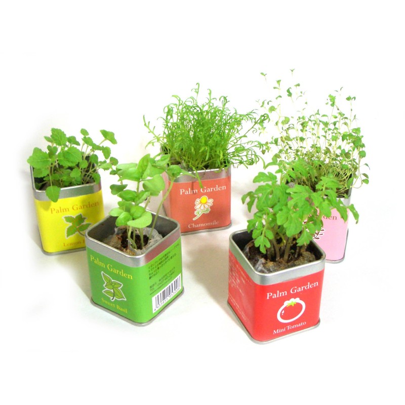 Palm Garden Basil Cultivation Set, Cultivation Kit, Home Garden