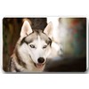 Merchandise for Fans Siberian Husky/Alaskan Malamute/Sleigh Dog - 6 Rectangular