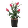 American Plant Exchange Tuscarora Crape Myrtle Tree Live, 3-Gallon Pot,