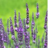 Lavandin Grosso 50ml Incent Essential Oil Essential Oil