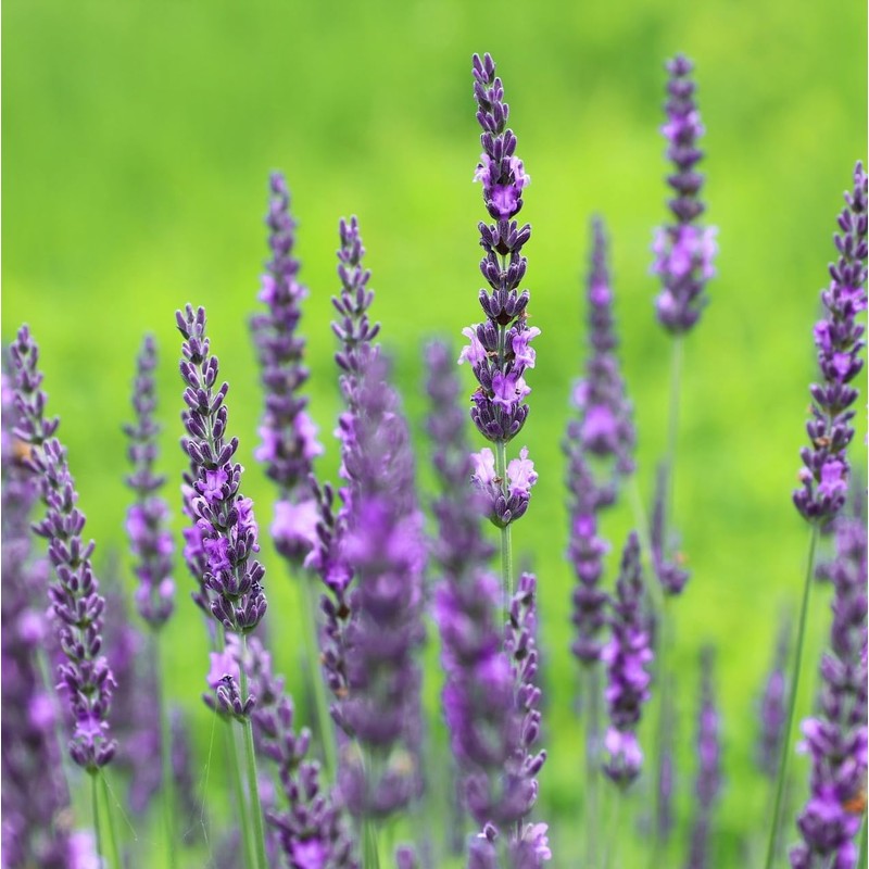 Lavandin Grosso 50ml Incent Essential Oil Essential Oil