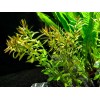 Unbranded Vietnamese Rotala (Rotala Vietnam) Bunch
