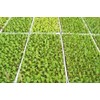 RSI Hydroponic Seed Trays 128 Plugs, 2 Pack