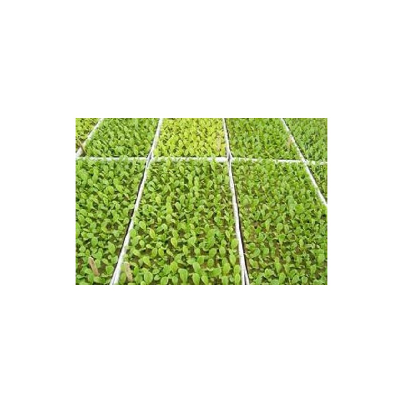 RSI Hydroponic Seed Trays 128 Plugs, 2 Pack