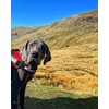 Bunty Yukon Dog Harness - Adjustable Fit, Anti Pull Dog