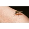 Mosquizen - Repelente Natural Para Mosquitos 125 ml Auténtica Aromaterapia