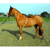 Rhinegold Soft Lunge Aid