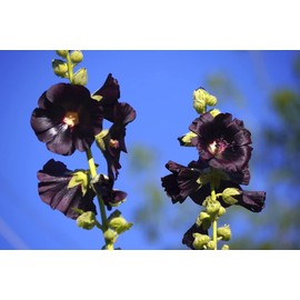 Seeds Hollyhock Nigra Giant Mallow Flower Perennial Outdoor Garden Cut Flowers for Planting