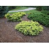 Juniper Saybrook Gold | 4 Live Gallon Size Plants |