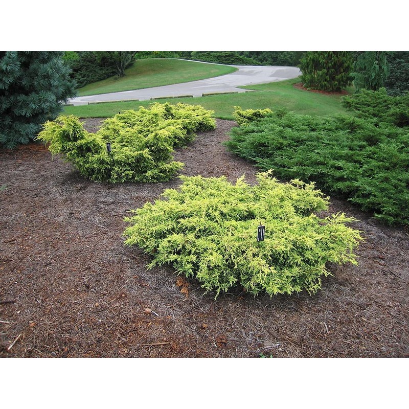 Juniper Saybrook Gold | 4 Live Gallon Size Plants |