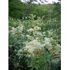 Earthcare Seeds Meadowsweet 350 Seeds (Filipendula ulmaria) Heirloom - Open