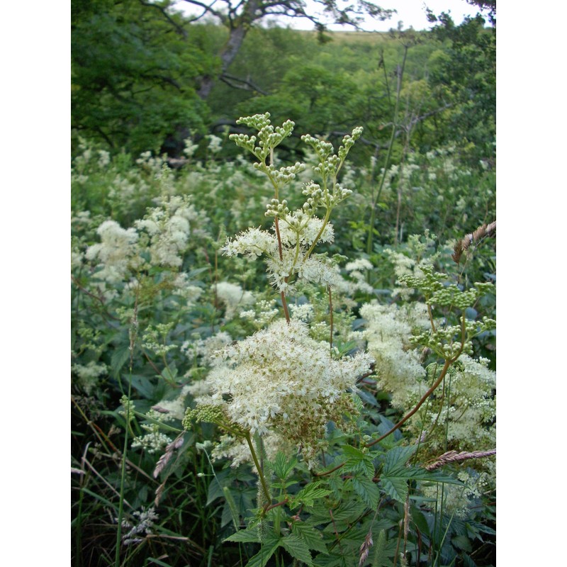 Earthcare Seeds Meadowsweet 350 Seeds (Filipendula ulmaria) Heirloom - Open