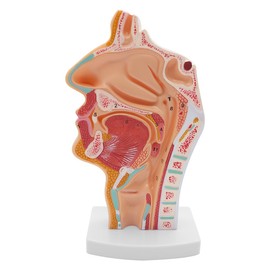 Nicear Human Anatomical Nasal Cavity Throat 1:1 Life Size Pharynx Larynx Anatomy Model For Science Class Teaching Medical Display Model